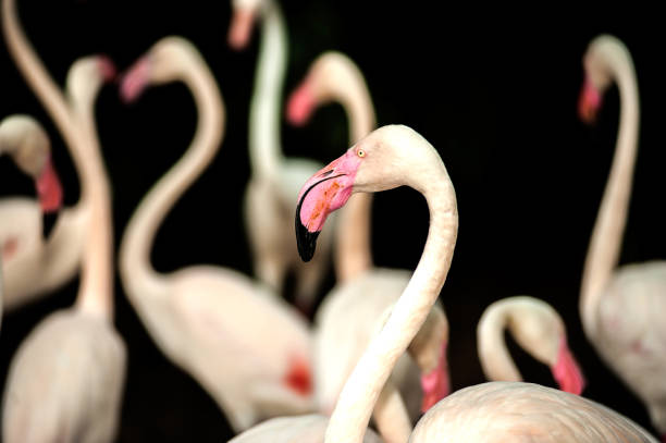 istock Pink flamingo in zoo Thailand. 646529214