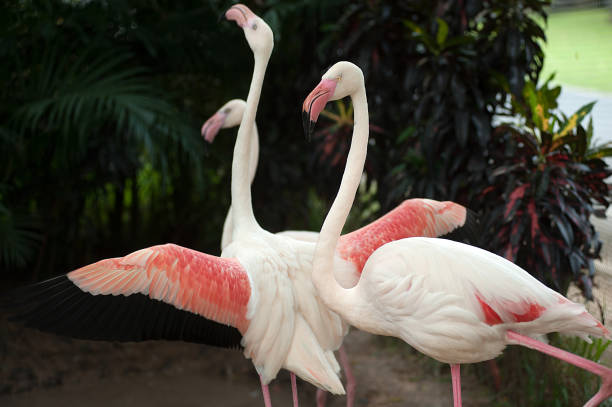 istock Pink flamingo in zoo Thailand. 646533822