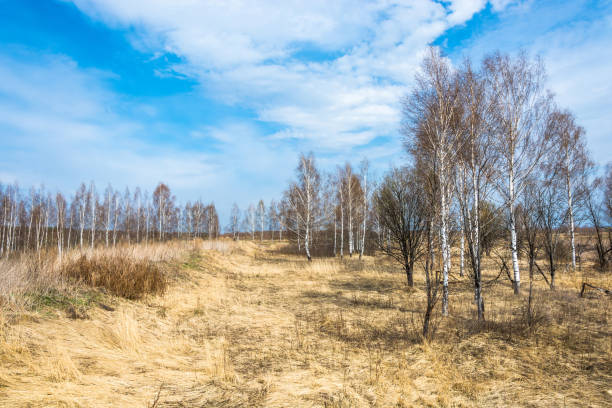 istock Beautiful spring landscape with yellow grass. 646534846