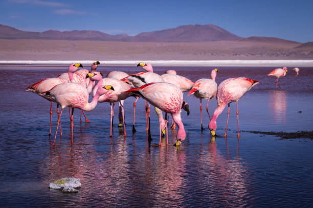 Group of pink flamingos in Laguna Colorada, Bolivia stock photo