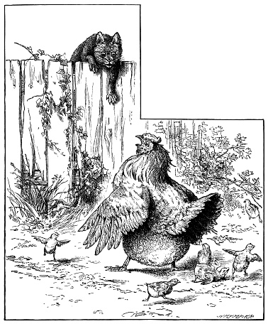The sudden appearance of a predatory and gleeful feline on the fence causes panic amongst a family of chicks, while their mother stands her ground and squawks. From “A Gift For a Pet” by Annie R. Butler. Published in London by The Religious Tract Society, 1896.