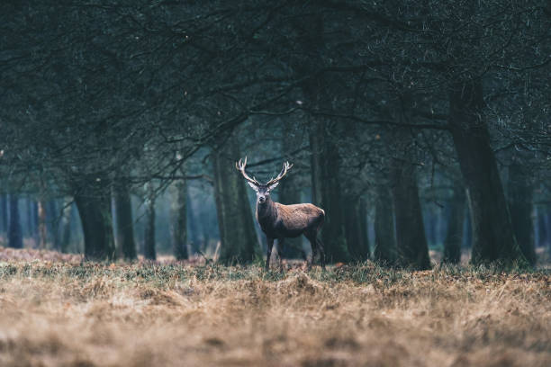 istock Red deer stag standing in field at edge of forest. 646553690