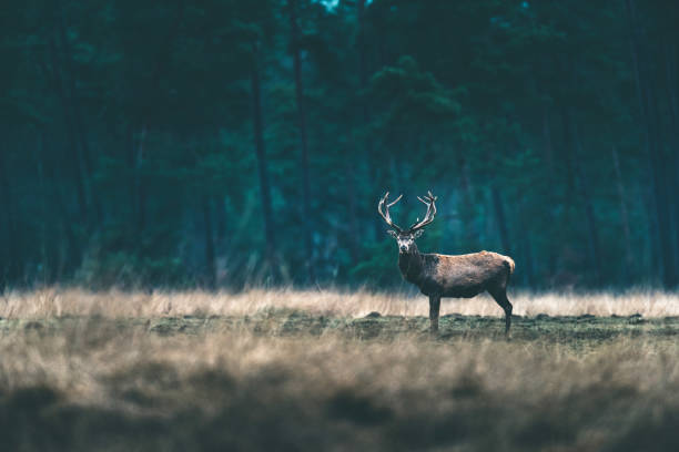 istock Red deer stag standing solitary in forest meadow. 646553696