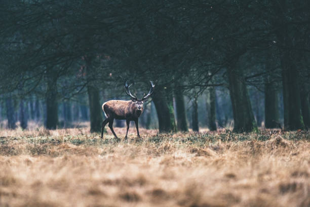 istock Red deer stag walking in field near forest. 646553698
