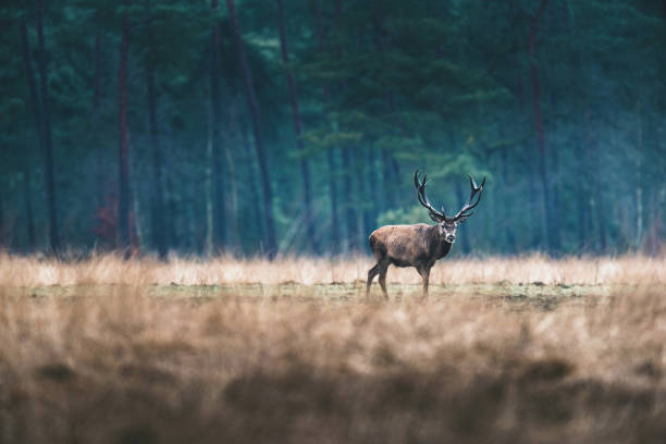 istock Red deer stag standing in open field of forest. 646553706