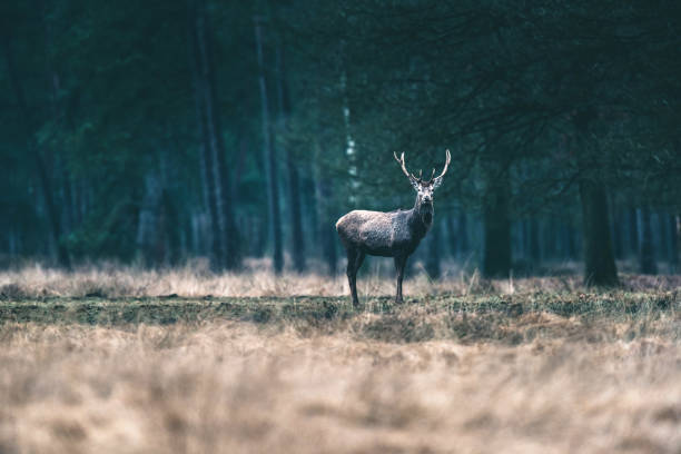 istock Red deer stag solitary in forest meadow. 646553744