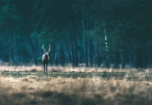 istock Red deer stag standing solitary in forest meadow. 646553754