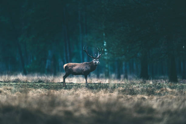 istock Red deer stag standing alone in forest meadow. 646553758