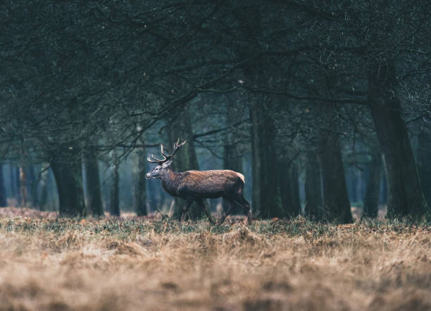 istock Red deer stag walking out of winter forest. 646553798