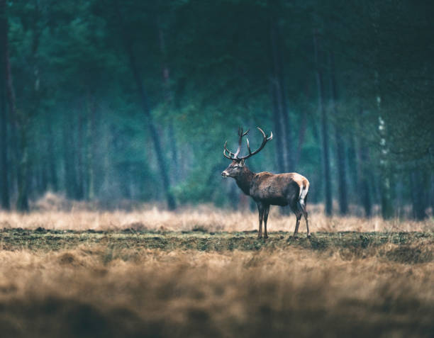 istock Side view of one red deer standing in forest meadow. 646553820