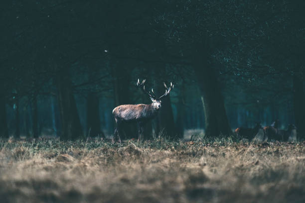 istock Red deer stag standing in grass at edge of winter forest. 646553828