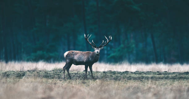 istock Red deer stag standing in forest meadow. 646553834