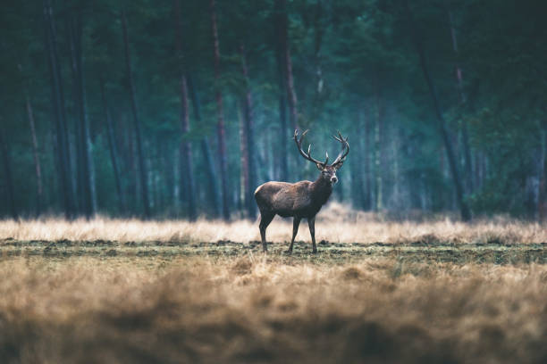 istock Red deer with big antlers standing in meadow of forest. 646553856