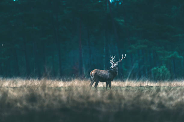 istock Red deer stag standing solitary in forest meadow. 646553870