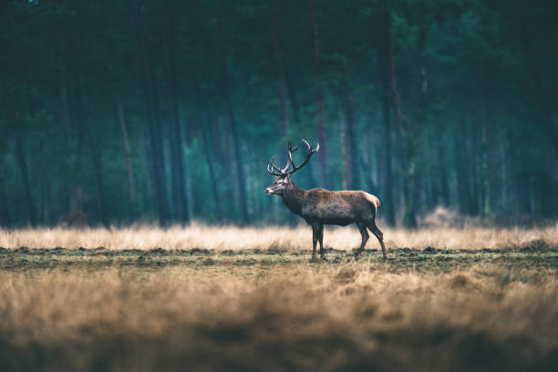 istock Red deer stag standing in forest meadow. 646553882