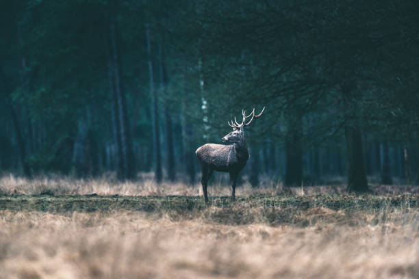 istock Red deer stag solitary in forest meadow. 646553904