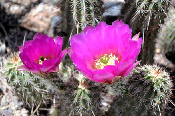 istock Two Hot Pink Cactus Blooms 646553990