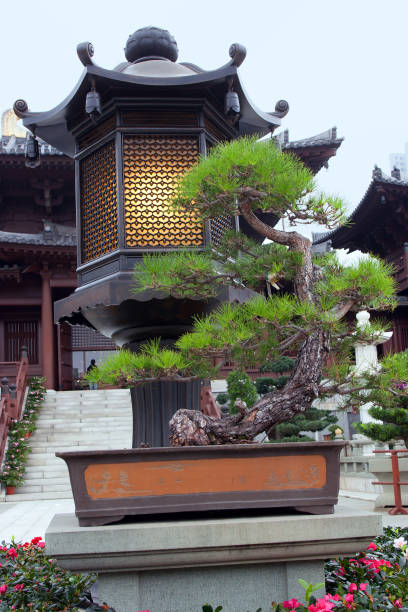 istock Bonsai tree in the courtyard of a Buddhist monastery 646555902