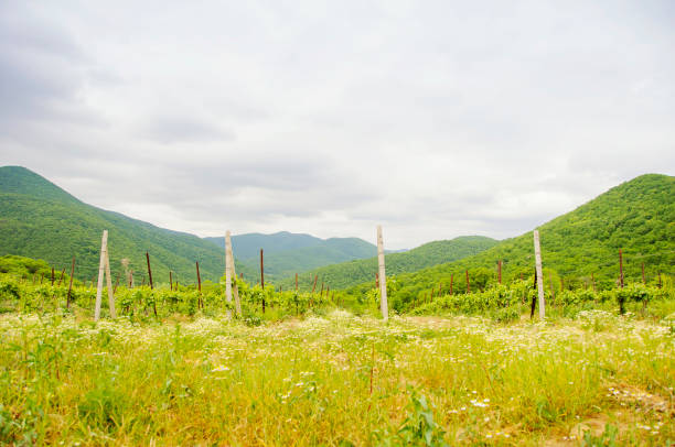 istock View of green vineyard's  rows 646556966