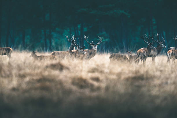 istock Herd of red deer in tall yellow grass. 646557674