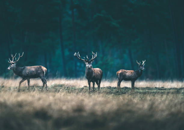 istock Group of red deer in forest meadow. 646557678