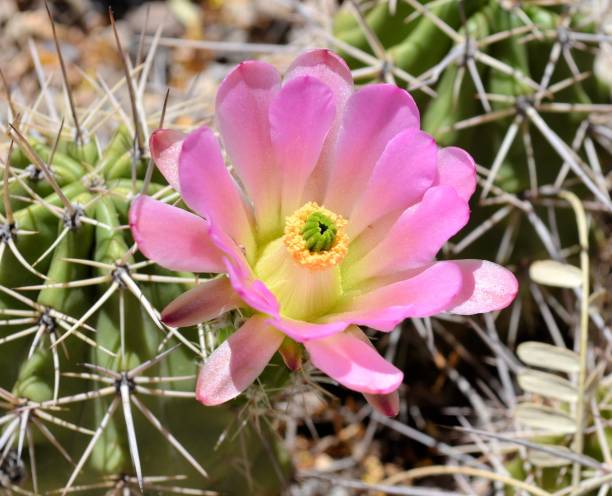istock Lovely Pink Cactus Flower 646557684