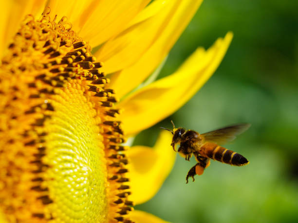 istock Flying honeybee with blooming sunflower 646557910