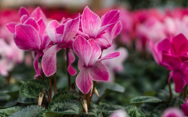 istock cyclamen: blooming house plants in greenhouse 646558832