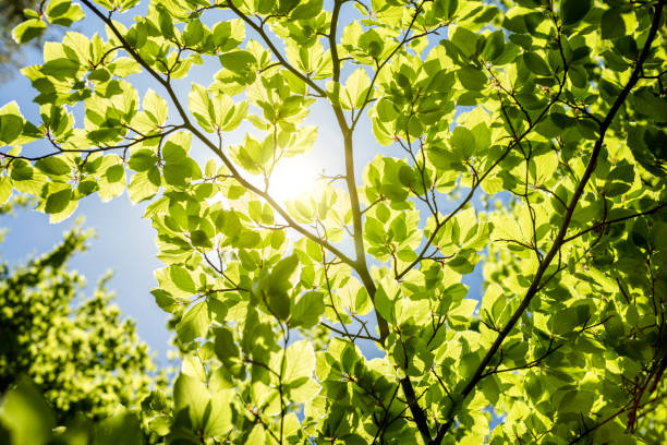 primavera hojas de fondo - beech leaf leaf green close up fotografías e imágenes de stock