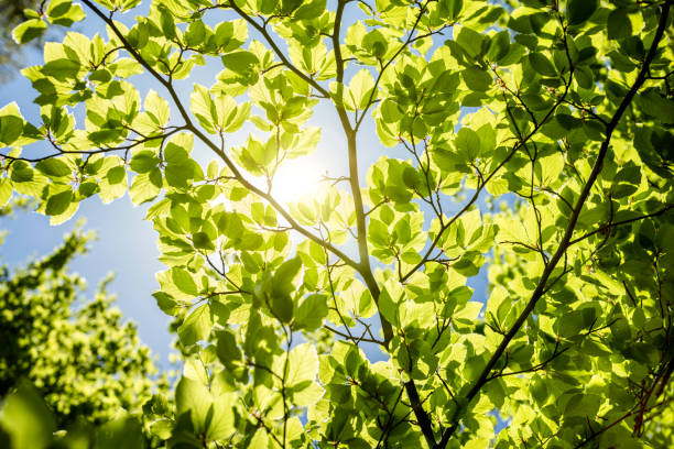 wiosna w tle - beech leaf leaf green close up zdjęcia i obrazy z banku zdjęć