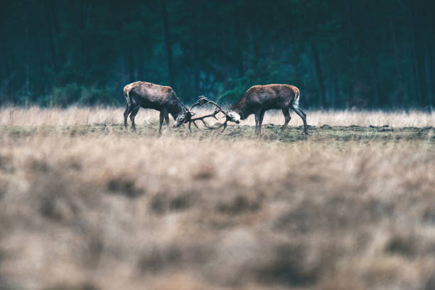 istock Two red deer stag fighting with antlers in forest meadow. 646559938