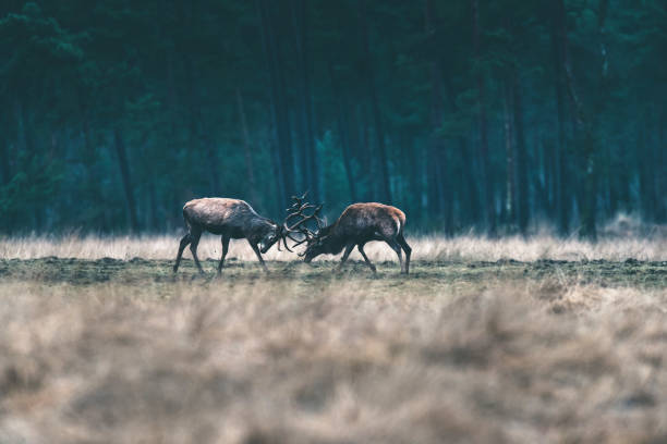istock Two red deer stag fighting with antlers in forest meadow. 646559956