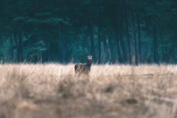 istock Red deer doe standing in tall grass of forest meadow. 646559970