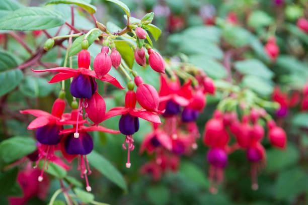 fuchsie blüten. fuchsie blumen im garten - magenta stock-fotos und bilder