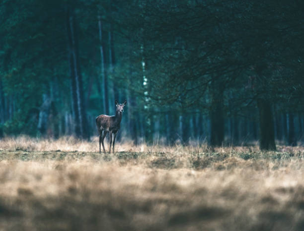 istock Red deer doe standing solitary in forest meadow. 646562558
