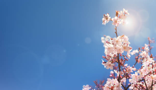 fondo de primavera de árbol de cerezo - clear sky outdoors horizontal close up fotografías e imágenes de stock