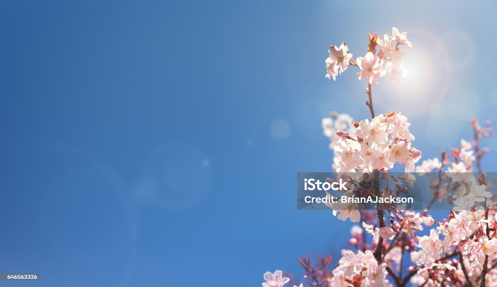 Cherry blossom tree spring background Cherry blossom tree spring background with copy space Springtime Stock Photo