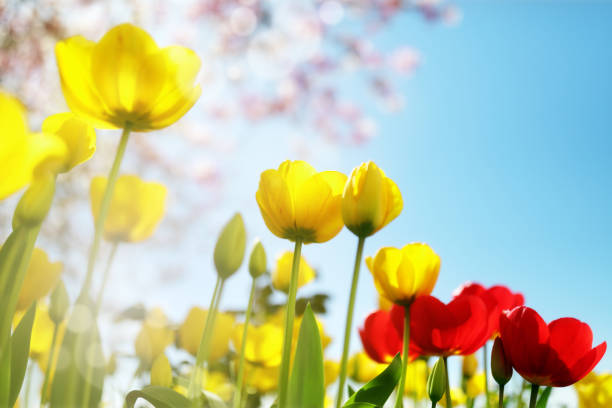 Tulip spring flowers Tulip spring flowers and cherry blossom against a blue sky in the sunshine june photos stock pictures, royalty-free photos & images