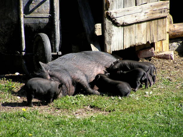 istock Swine Family 646563382