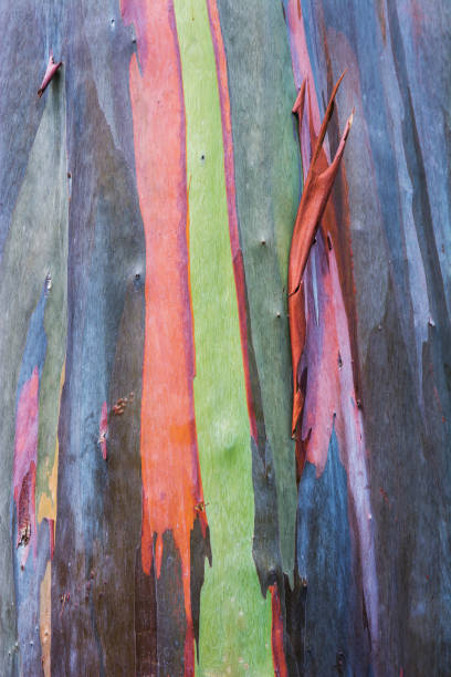 Colorful abstract pattern of Eucalyptus tree bark.Colorful eucalyptus tree Colorful abstract pattern of Eucalyptus tree bark.Colorful eucalyptus tree bark background scribbly gum stock pictures, royalty-free photos & images