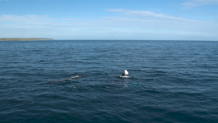 Pod of Humpback Whales cruising together in the ocean