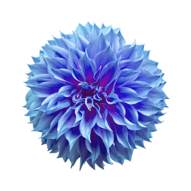 istock colorful dahlia flower 646569618
