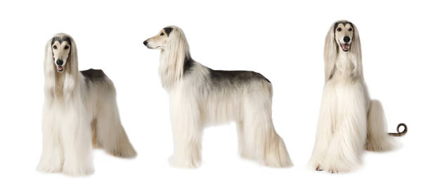 Afghan hound dog over white stock photo