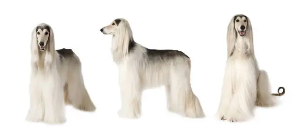 Photo collage of white Afghan hound dog, studio shot on white background