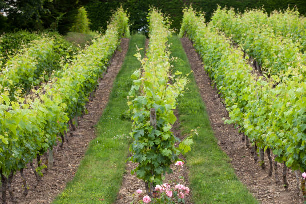 vigneto nella famosa regione vinicola -chinon, valle della loira, francia - chinon foto e immagini stock