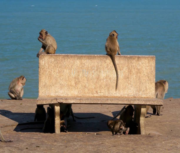 monkeys playing near the sea in Thailand