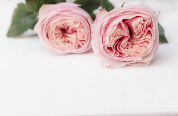 istock Beautiful pink roses on white wooden background 646575924