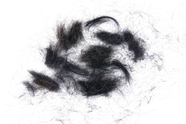 istock hair cut off on white background.Hair cut off isolated 646576452