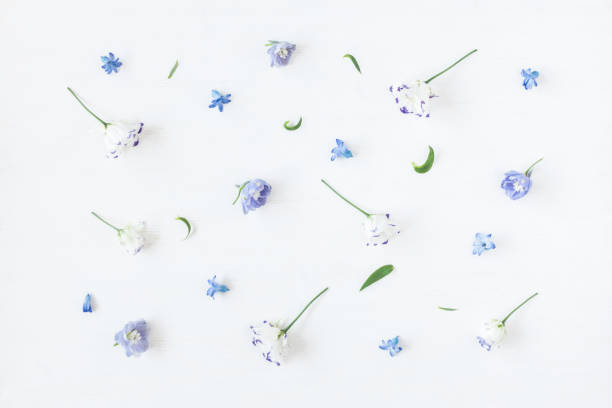 istock Pattern made of lilac flowers. Flat lay, top view 646581706