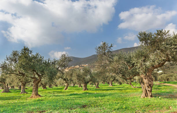 istock olive trees and green grass on a background of clouds 646583516